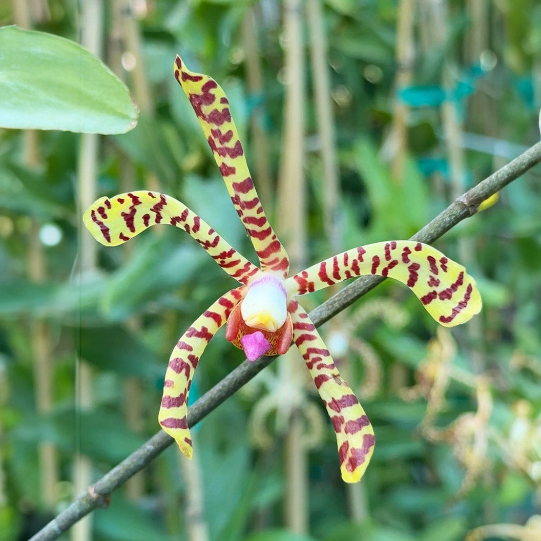 Spider Orchid Bush - Image 3