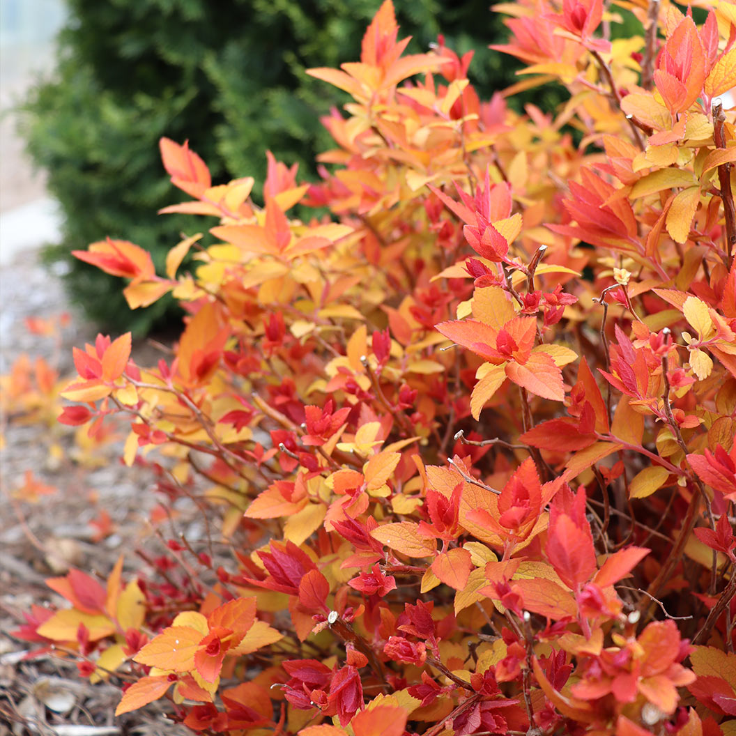 Proven Winners® Double Play® Candy Corn® Spiraea Shrub - Image 2