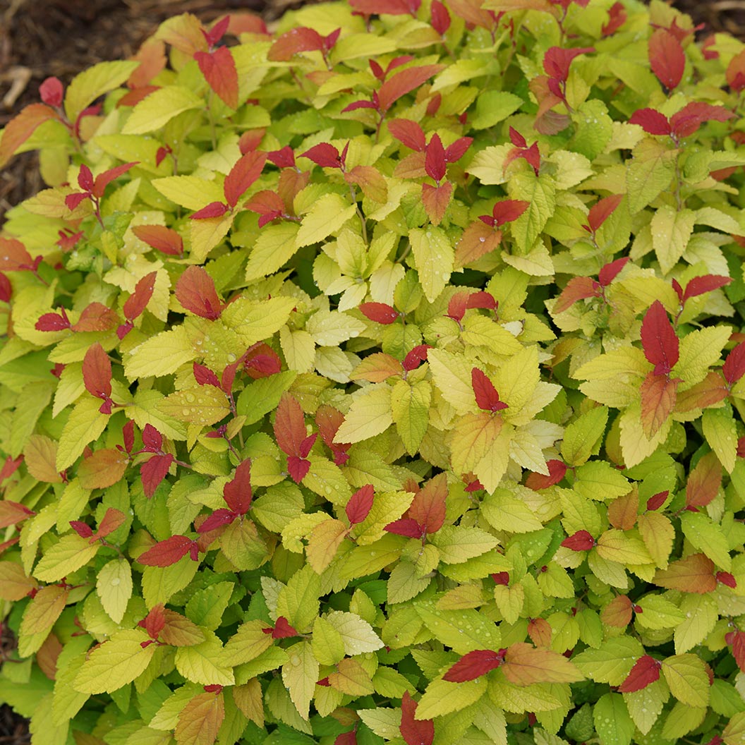 Proven Winners® Double Play® Candy Corn® Spiraea Shrub - Image 3