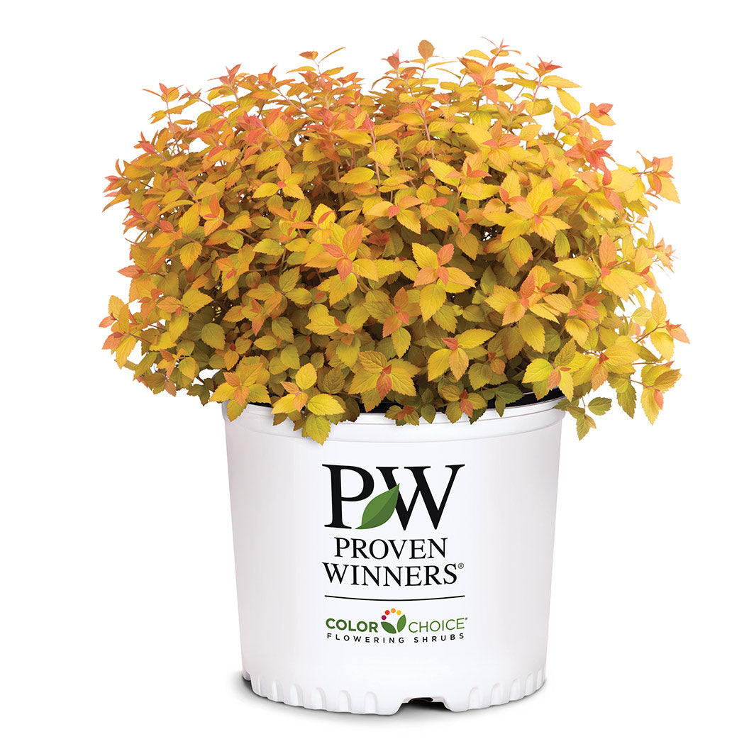 Proven Winners® Double Play® Candy Corn® Spiraea Shrub - Image 4