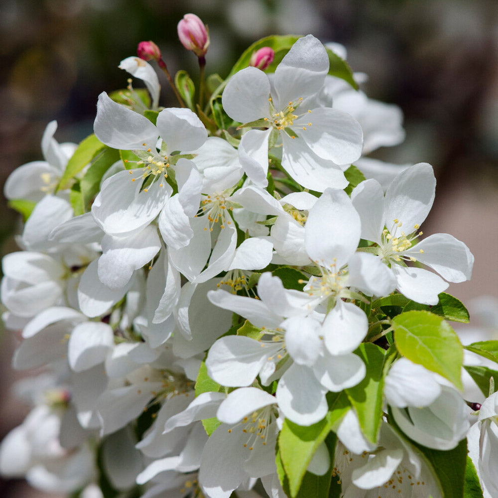 Spring Snow Flowering Crabapple Tree - Image 3