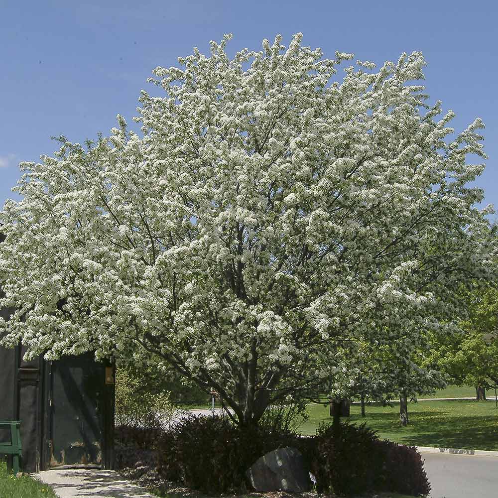 Spring Snow Flowering Crabapple Tree - Image 2
