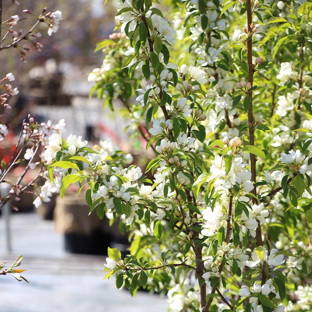 Spring Snow Flowering Crabapple Tree - Image 4