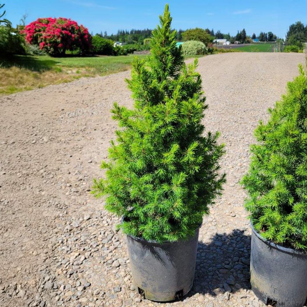 Spruce It Up™ Dwarf Alberta Spruce Tree - Image 2