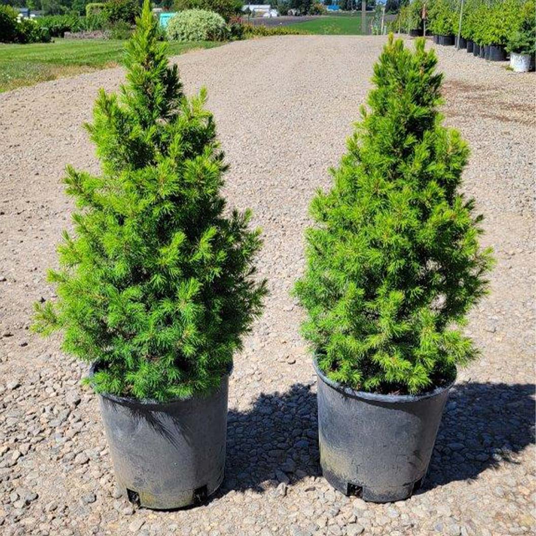 Spruce It Up™ Dwarf Alberta Spruce Tree - Image 3