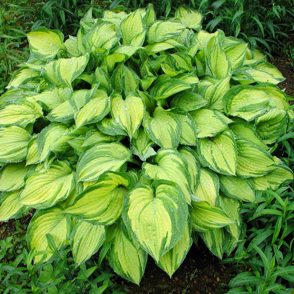 Stained Glass Hosta Plant - Image 2