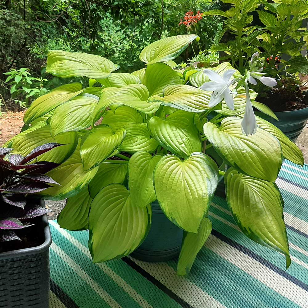 Stained Glass Hosta Plant - Image 3
