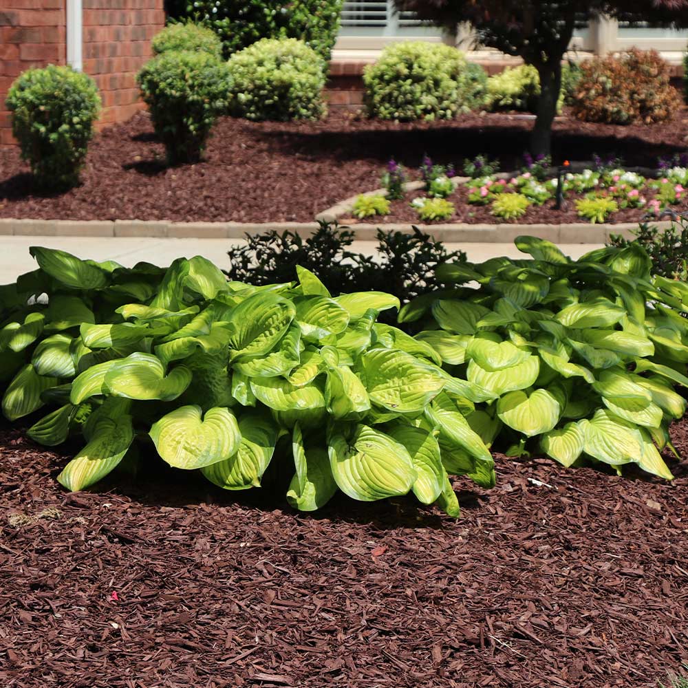 Stained Glass Hosta Plant - Image 4