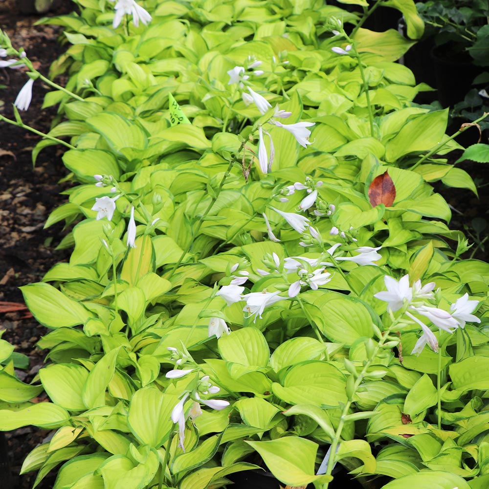 Stained Glass Hosta Plant - Image 5