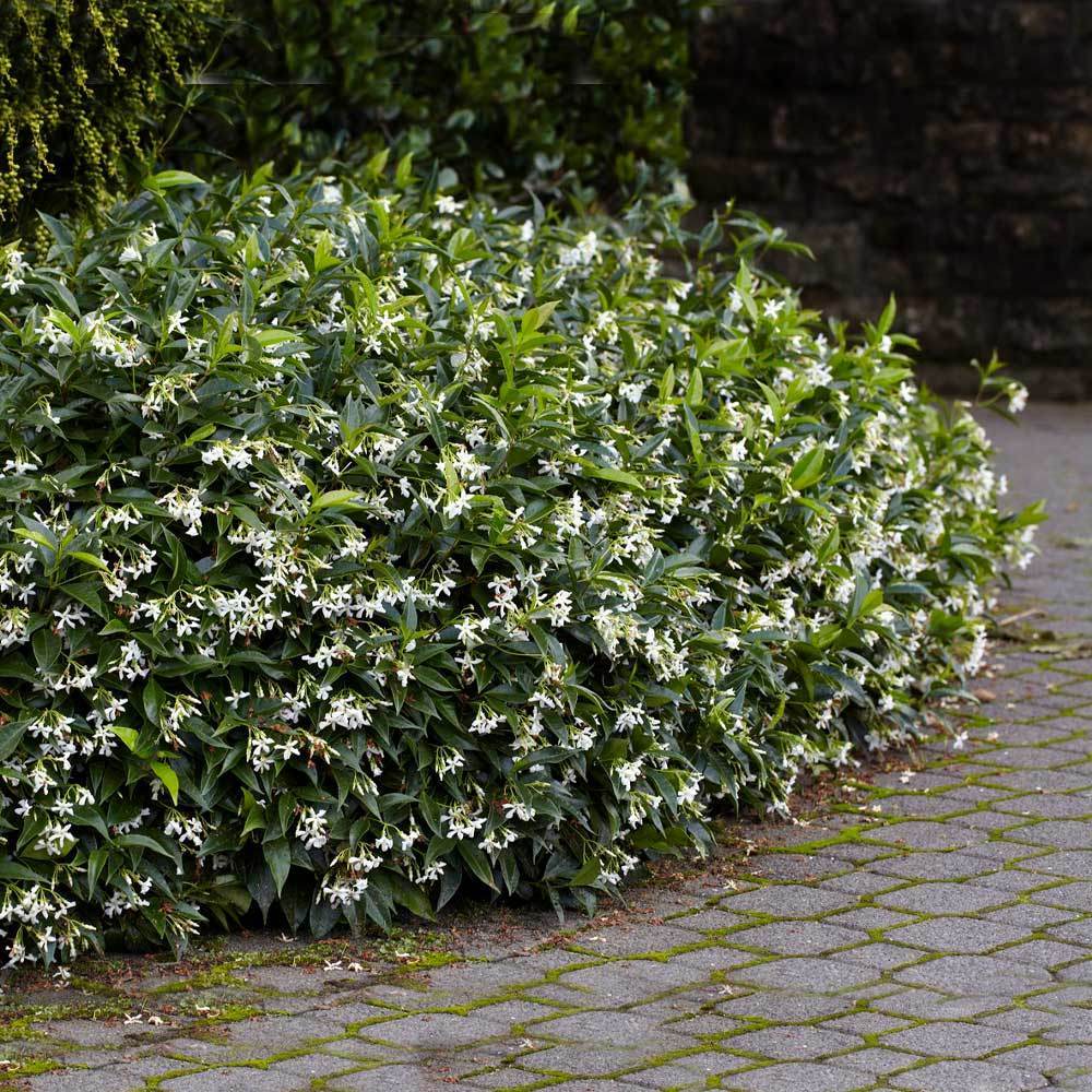 Star Jasmine - Image 3