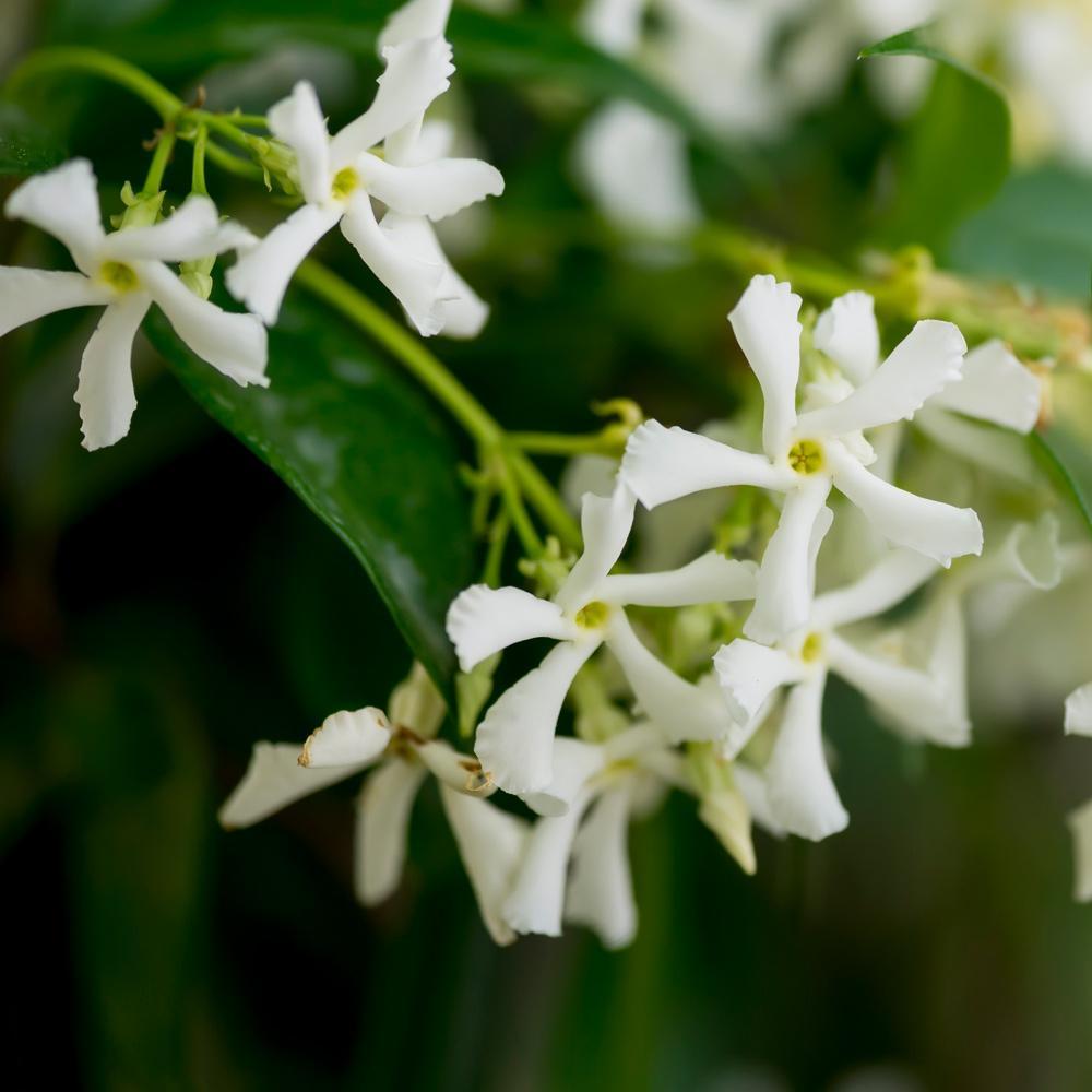 Star Jasmine - Image 2