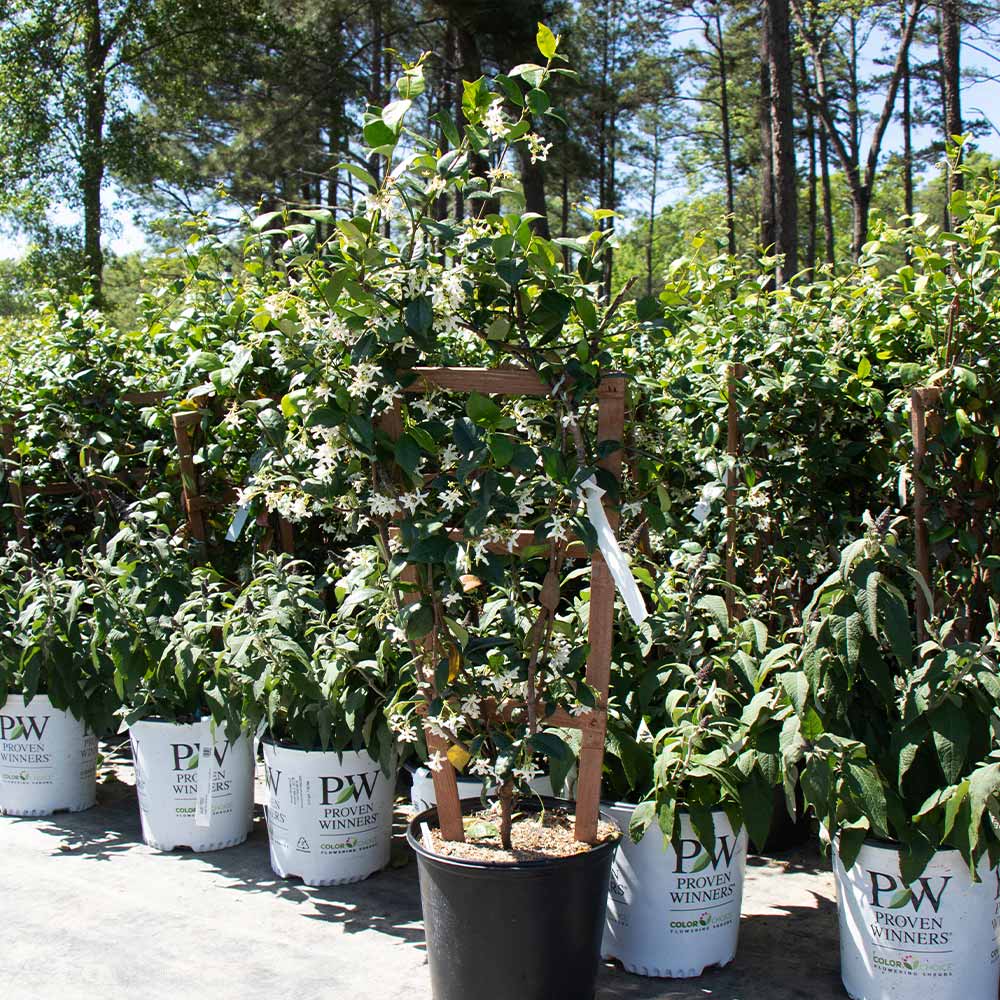 Star Jasmine - Image 4