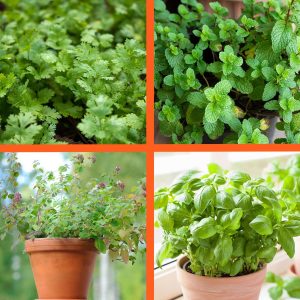Start Fresh Organic Herb 4 Pack Plant