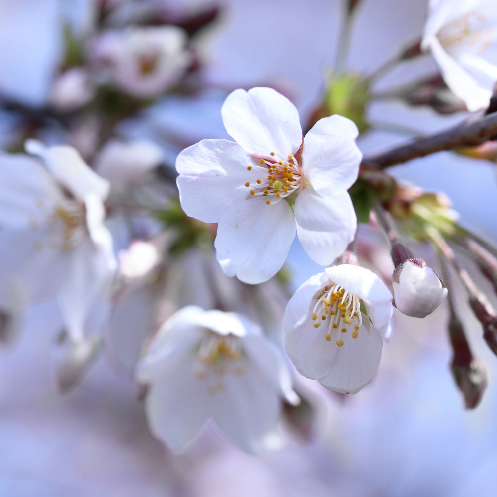 Romeo and Juliet™ Dwarf Cherry Bush - Image 4