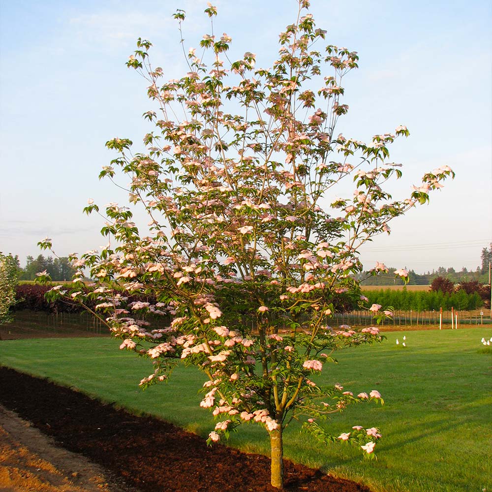 Stellar Pink Dogwood Tree - Image 3