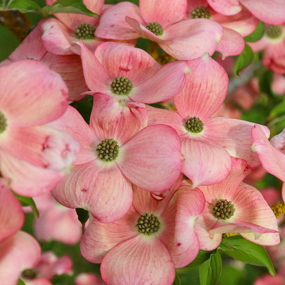 Stellar Pink Dogwood Tree - Image 4