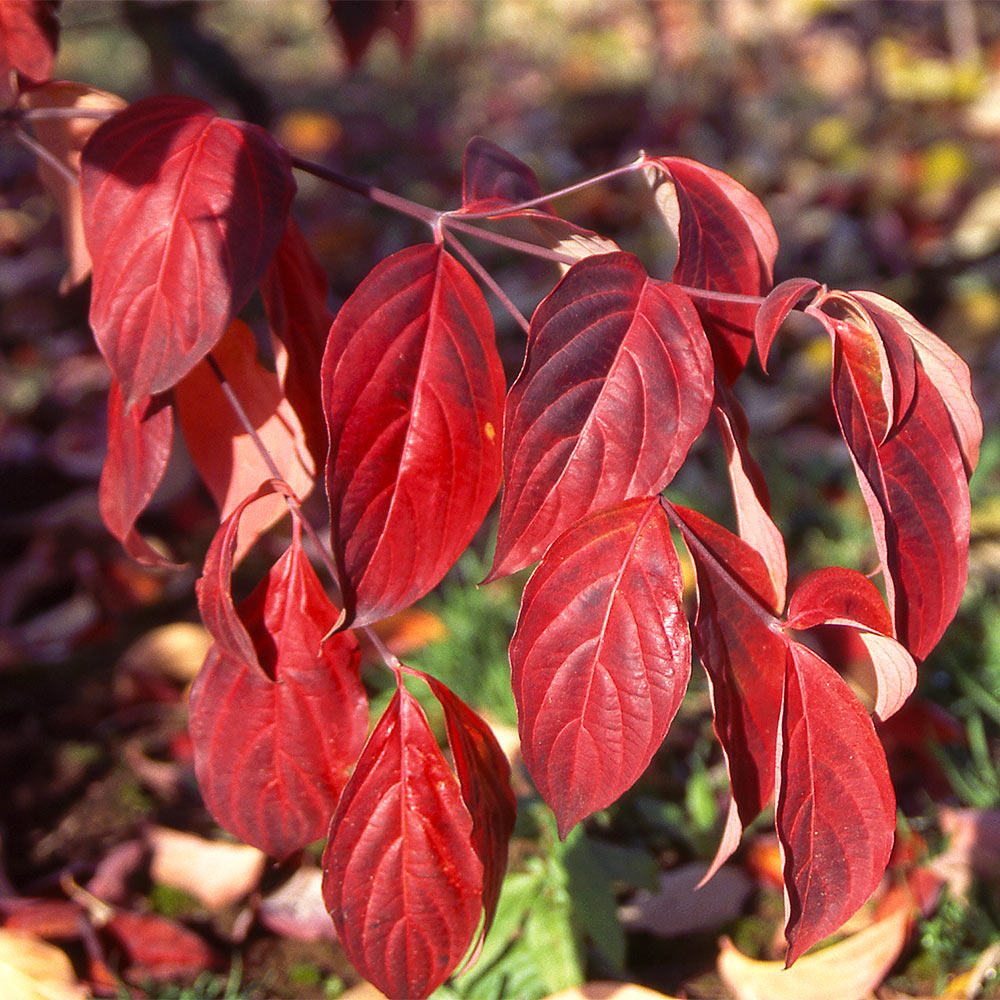 Stellar Pink Dogwood Tree - Image 2