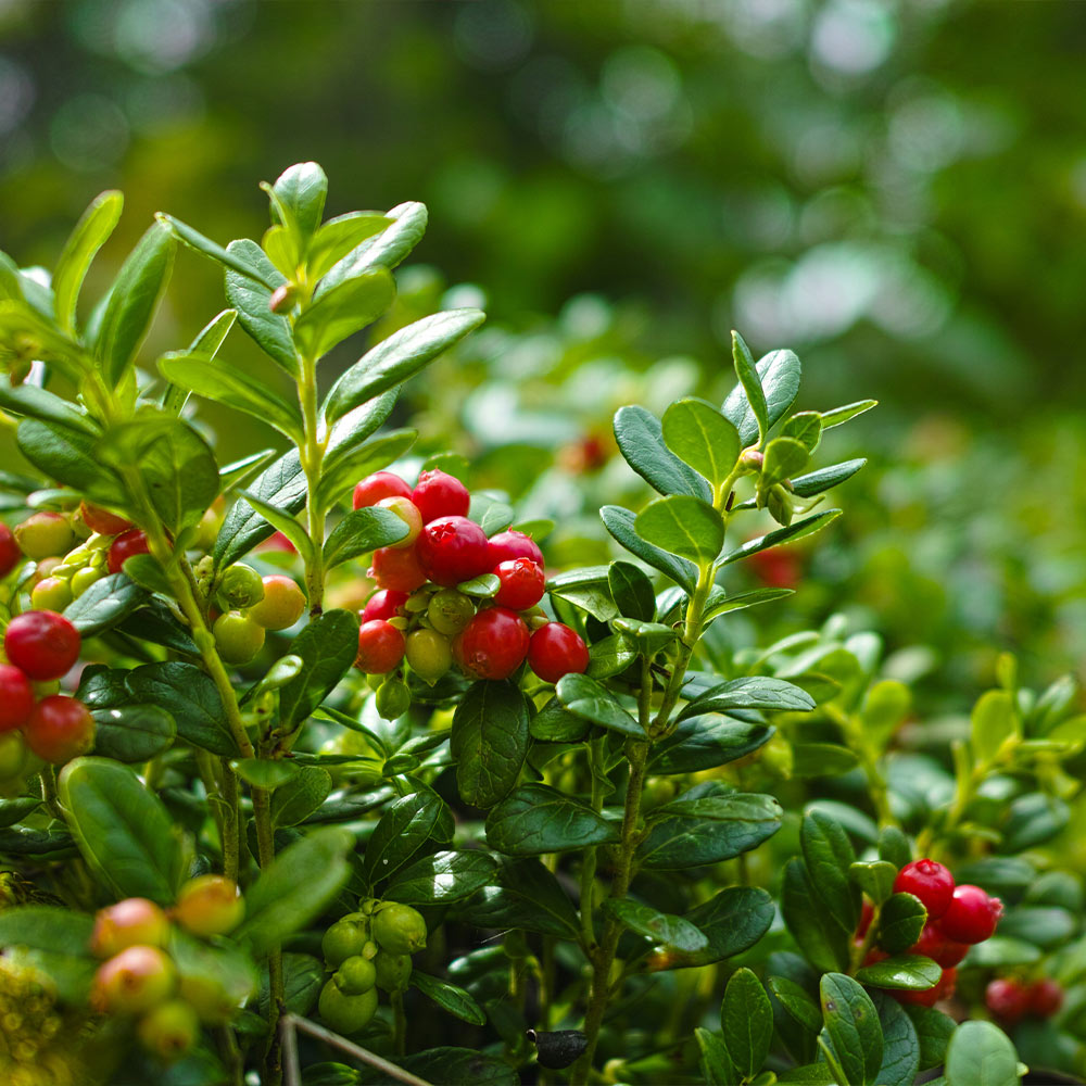 Stevens Cranberry Bush - Image 3