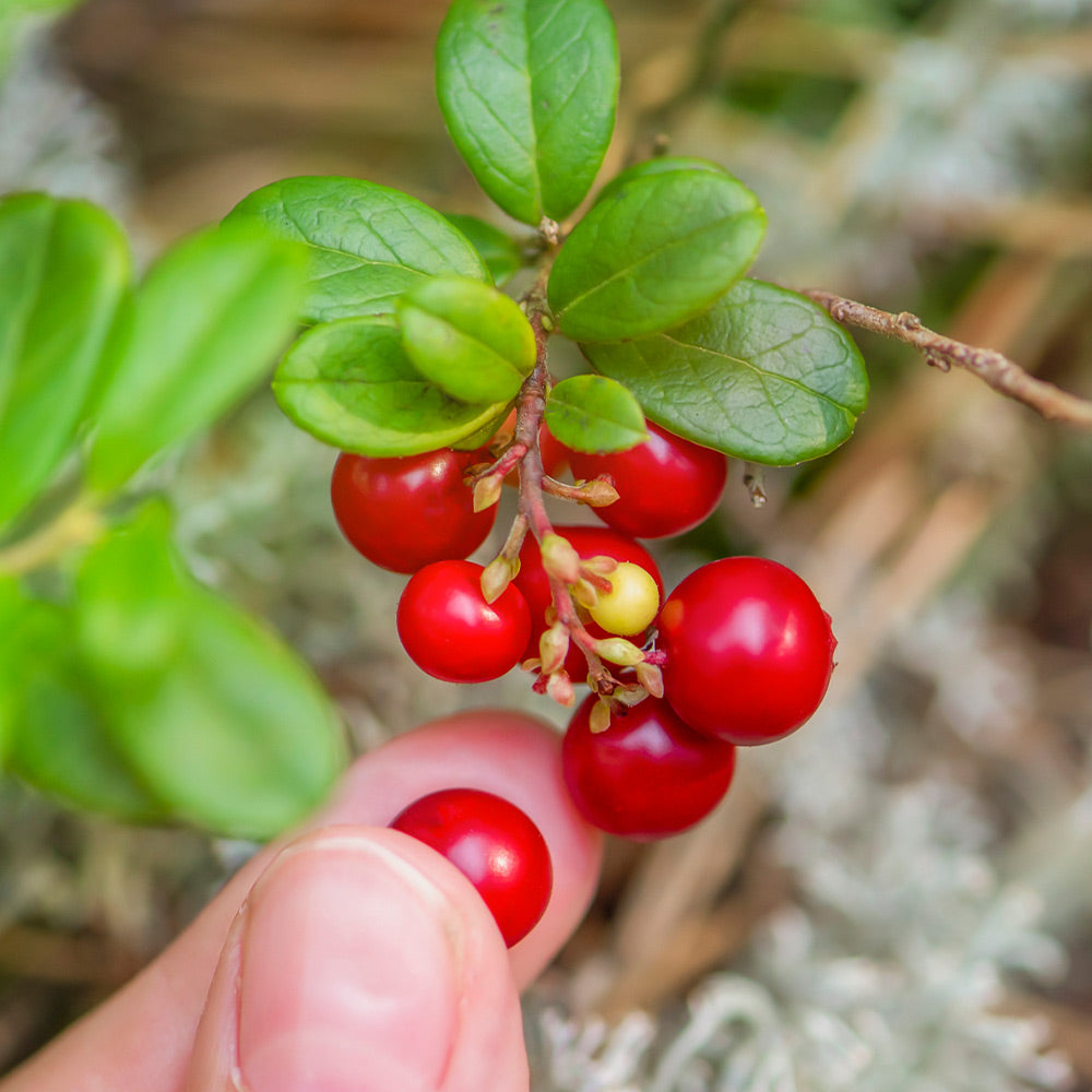 Stevens Cranberry Bush - Image 2