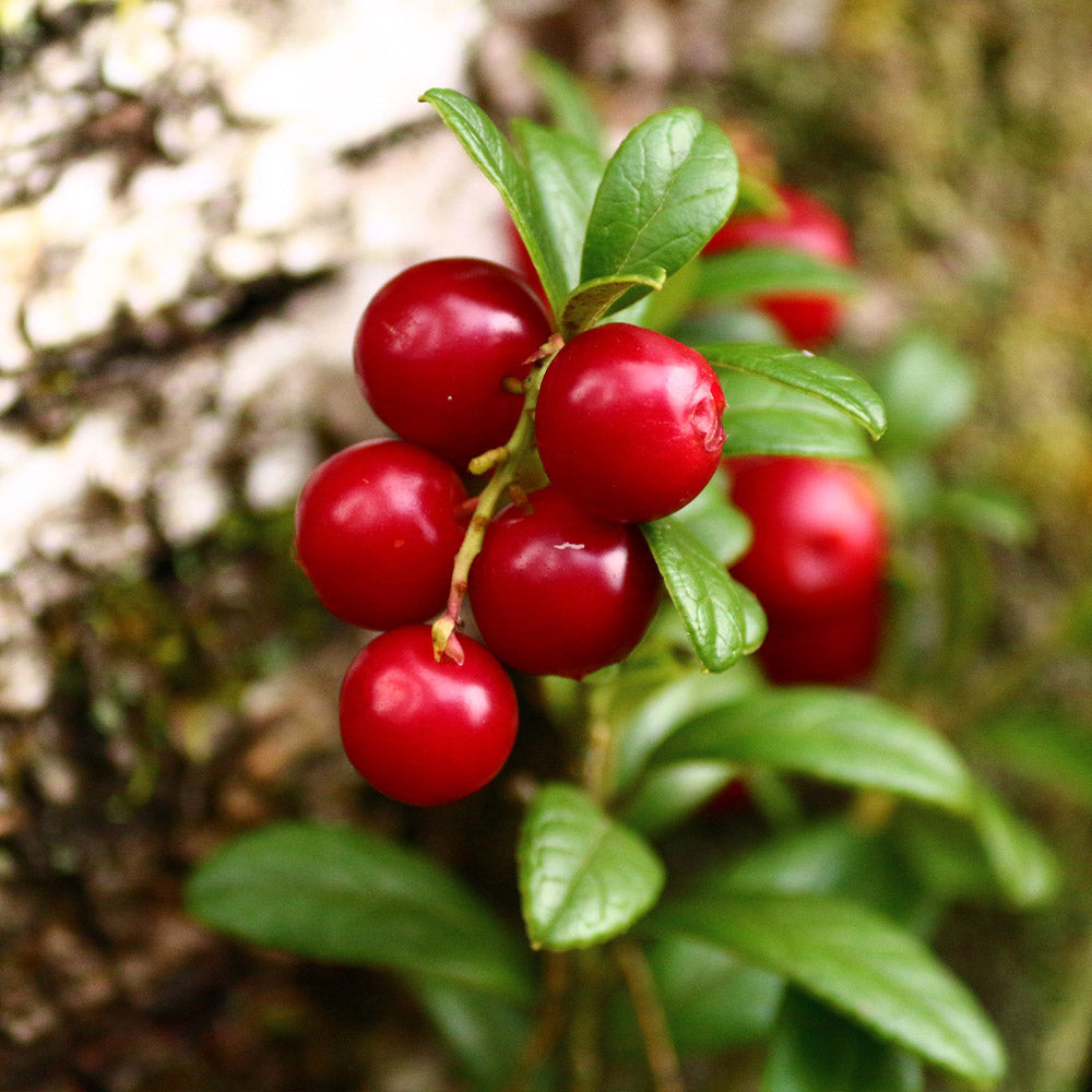 Stevens Cranberry Bush - Image 5