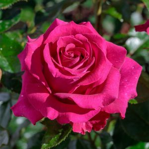 Bloomables® Stiletto Rose