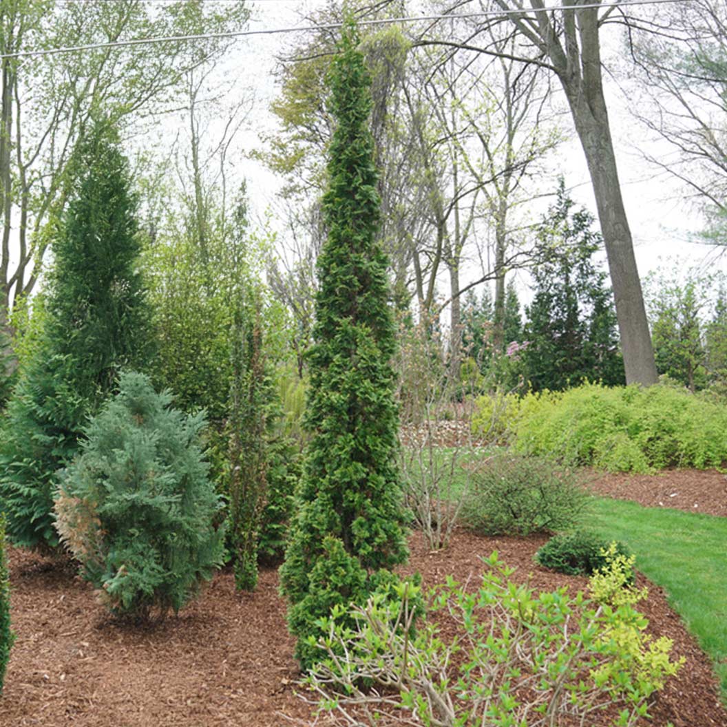 Proven Winners® Sting® Arborvitae - Image 2