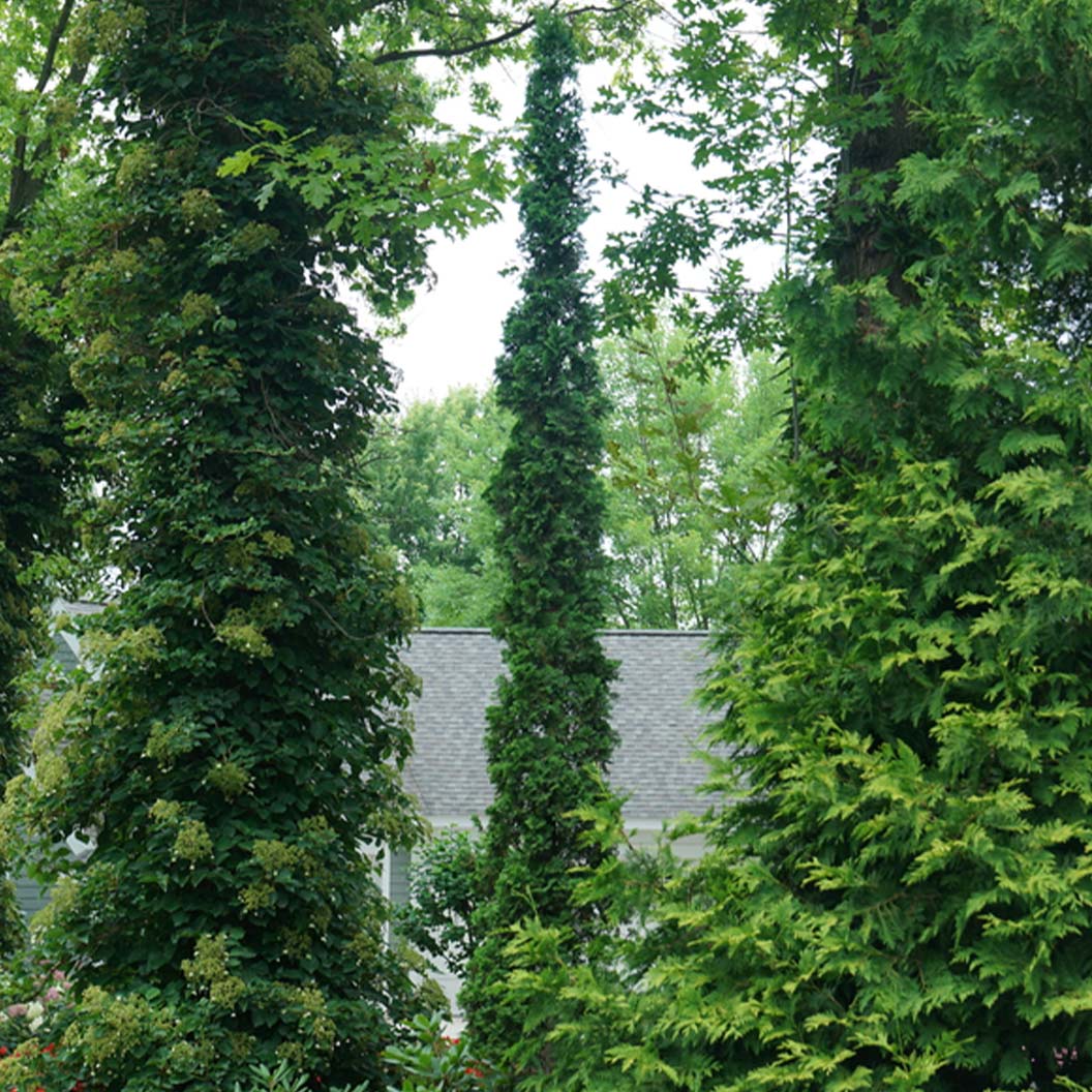 Proven Winners® Sting® Arborvitae - Image 3
