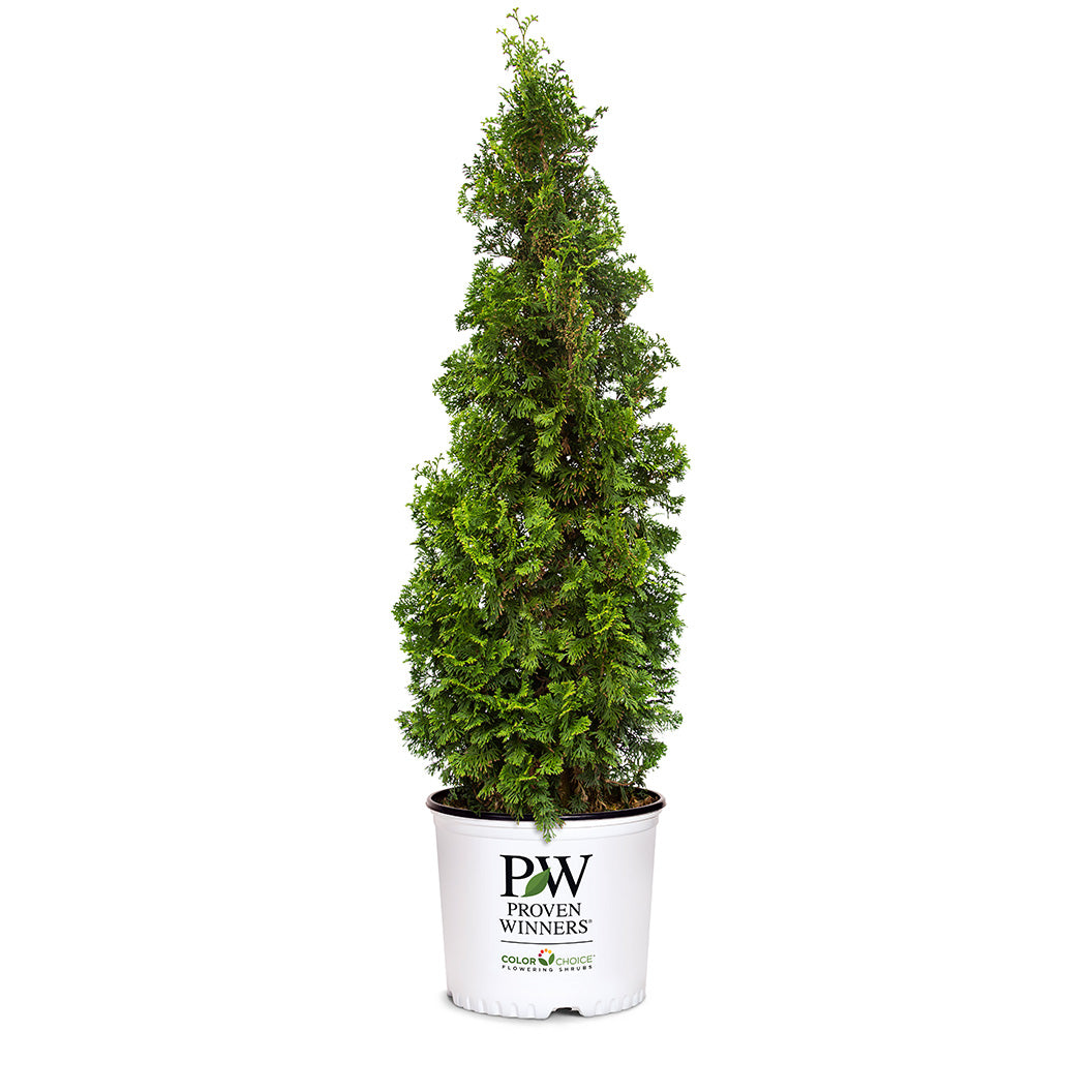 Proven Winners® Sting® Arborvitae - Image 4