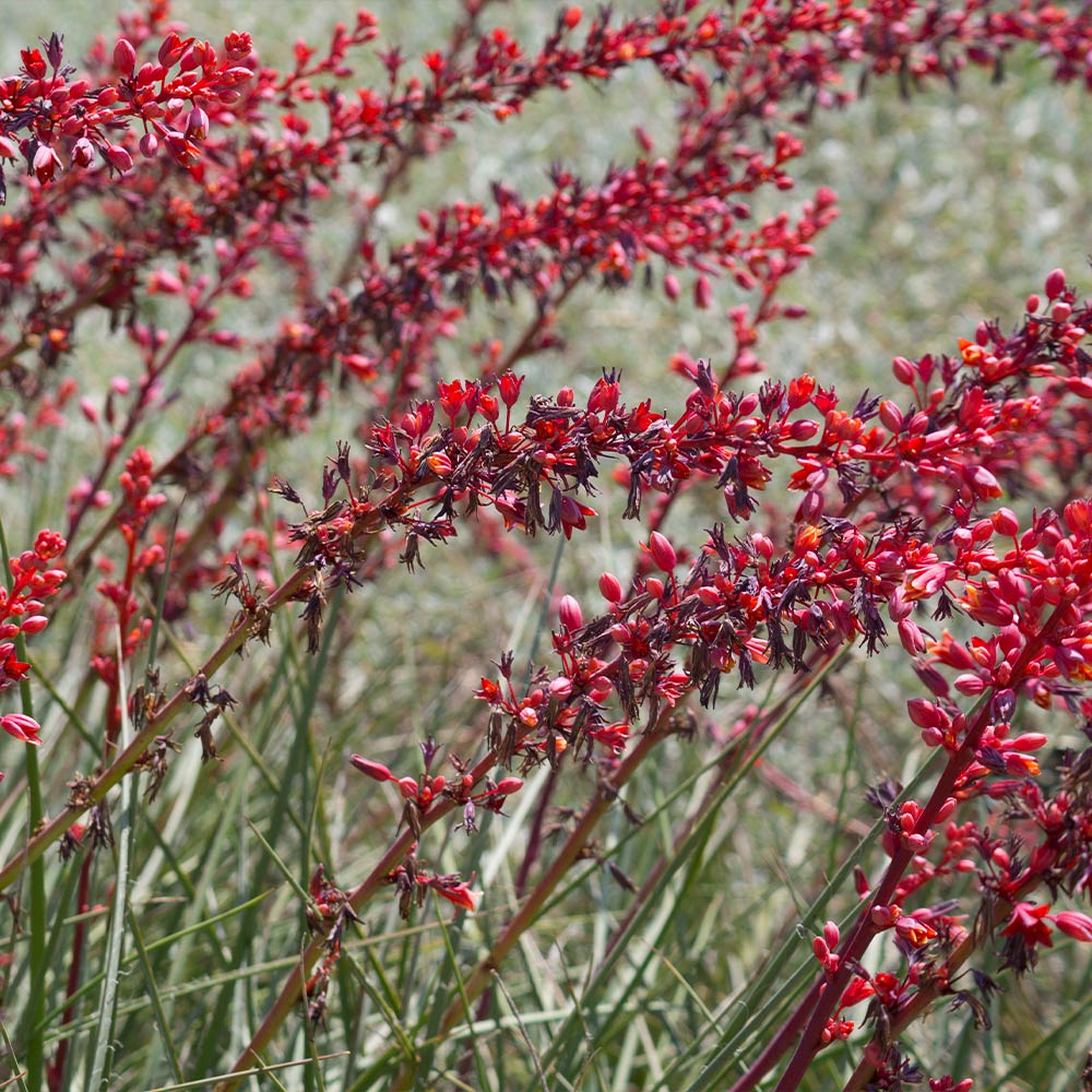 Dwarf Red Yucca Stoplights - Image 3