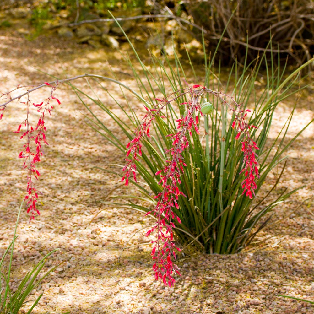Dwarf Red Yucca Stoplights - Image 2