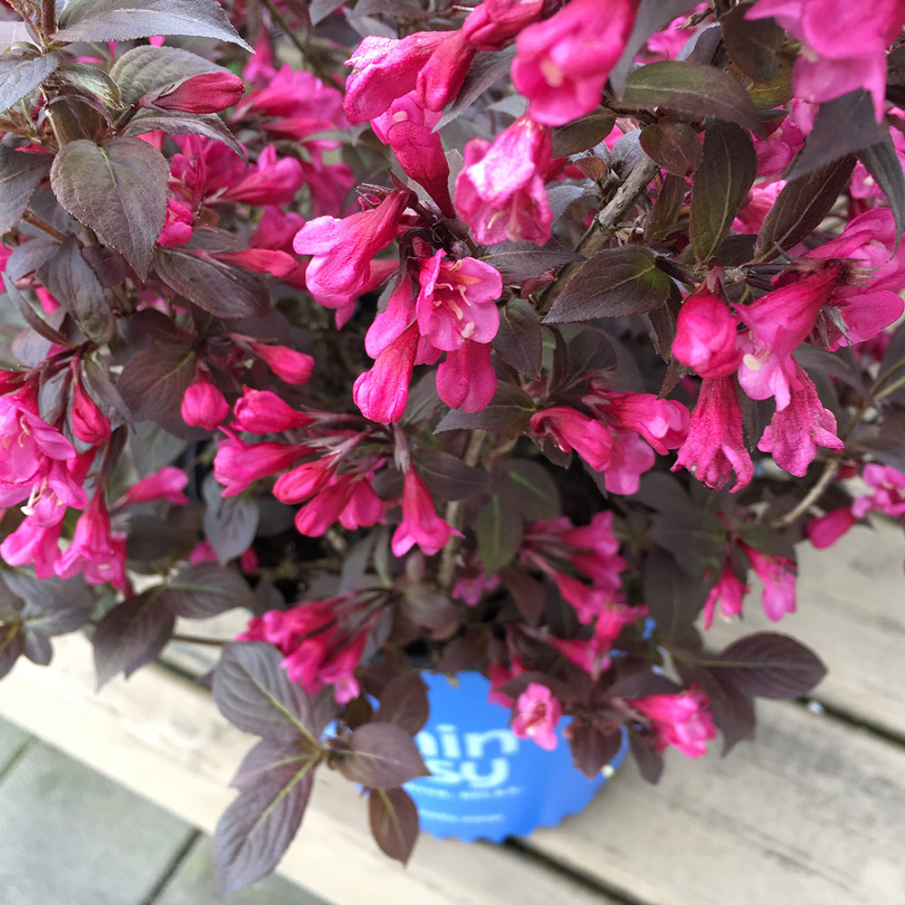Stunner® Weigela - Image 2