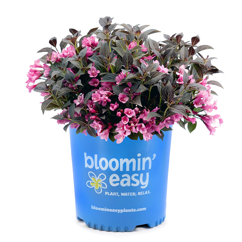 Stunner® Weigela - Image 3