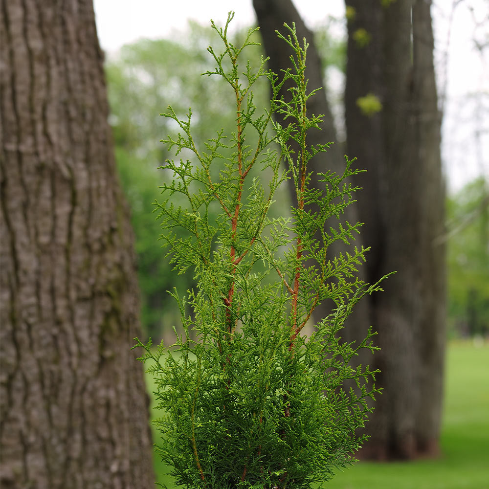 Sugar and Spice™ Thuja - Image 2