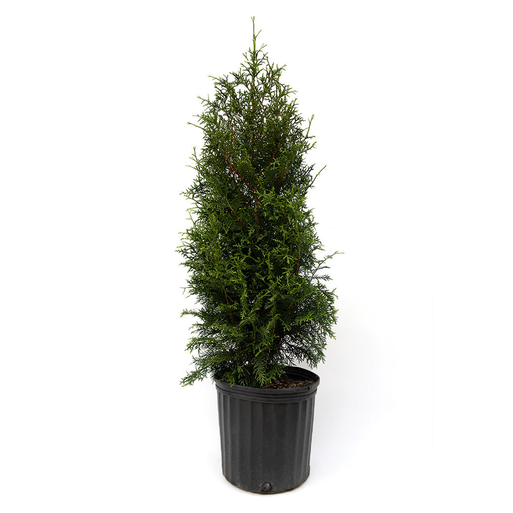 Sugar and Spice™ Thuja - Image 3