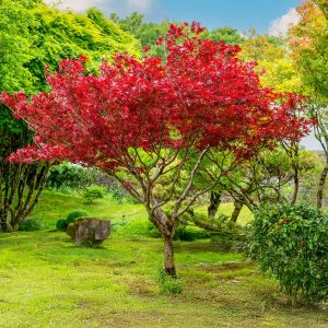 Sun Valley Red Maple Tree