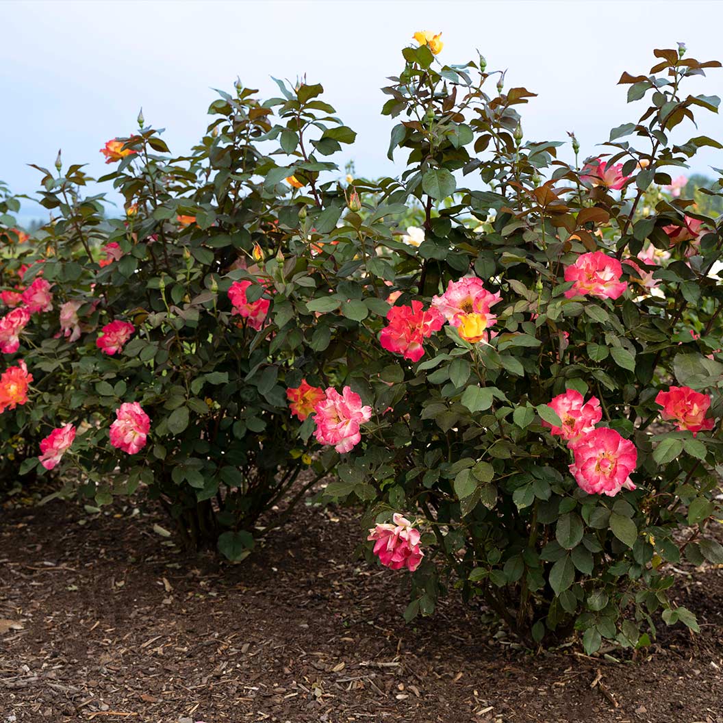 Bloomables® Sunset Horizon Rose - Image 4