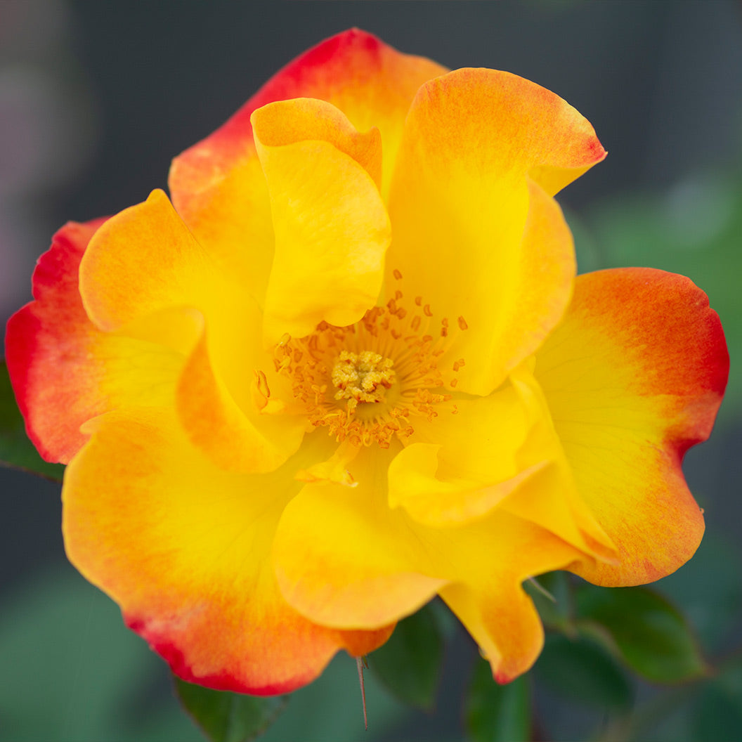 Bloomables® Sunset Horizon Rose - Image 3