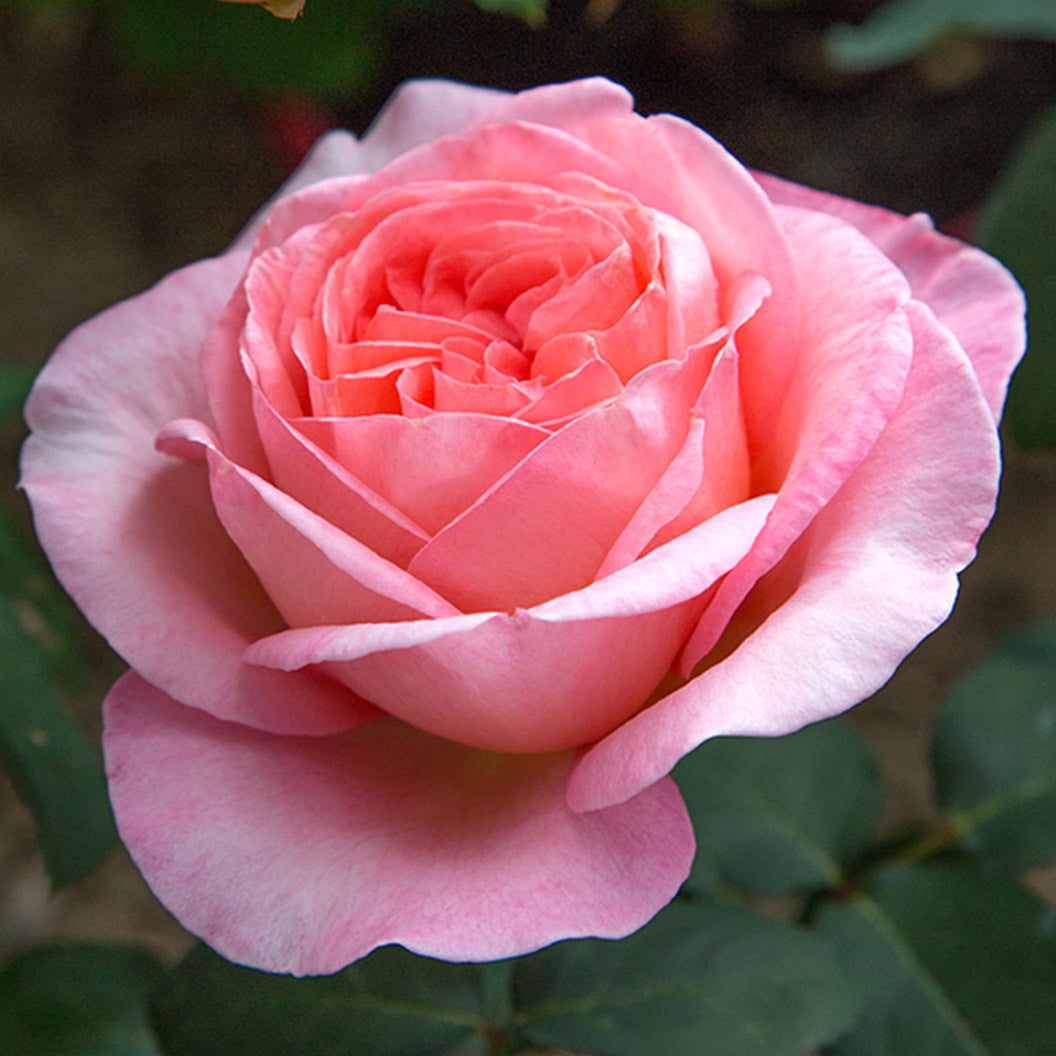 Sweet Mademoiselle Rose - Image 3