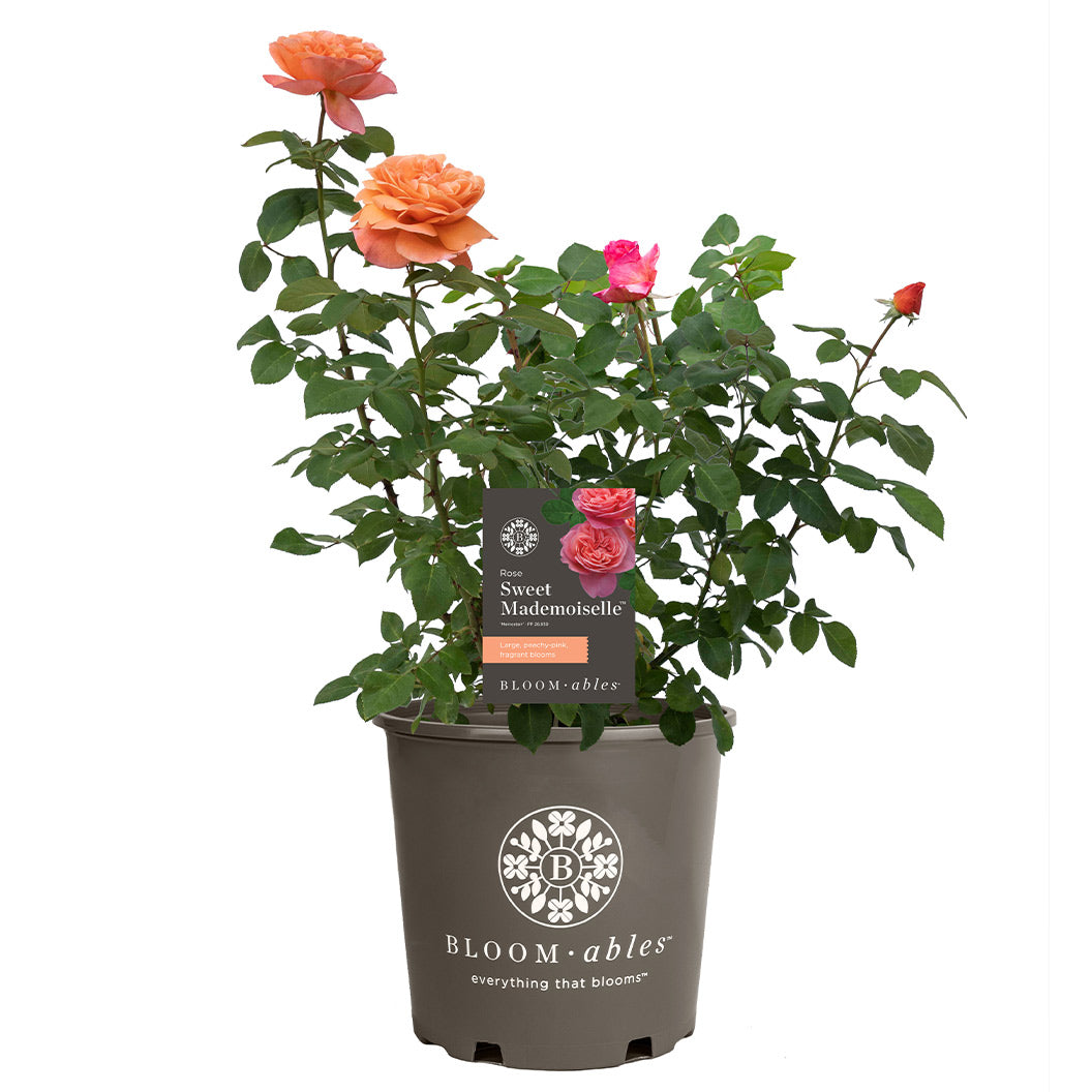 Sweet Mademoiselle Rose - Image 5