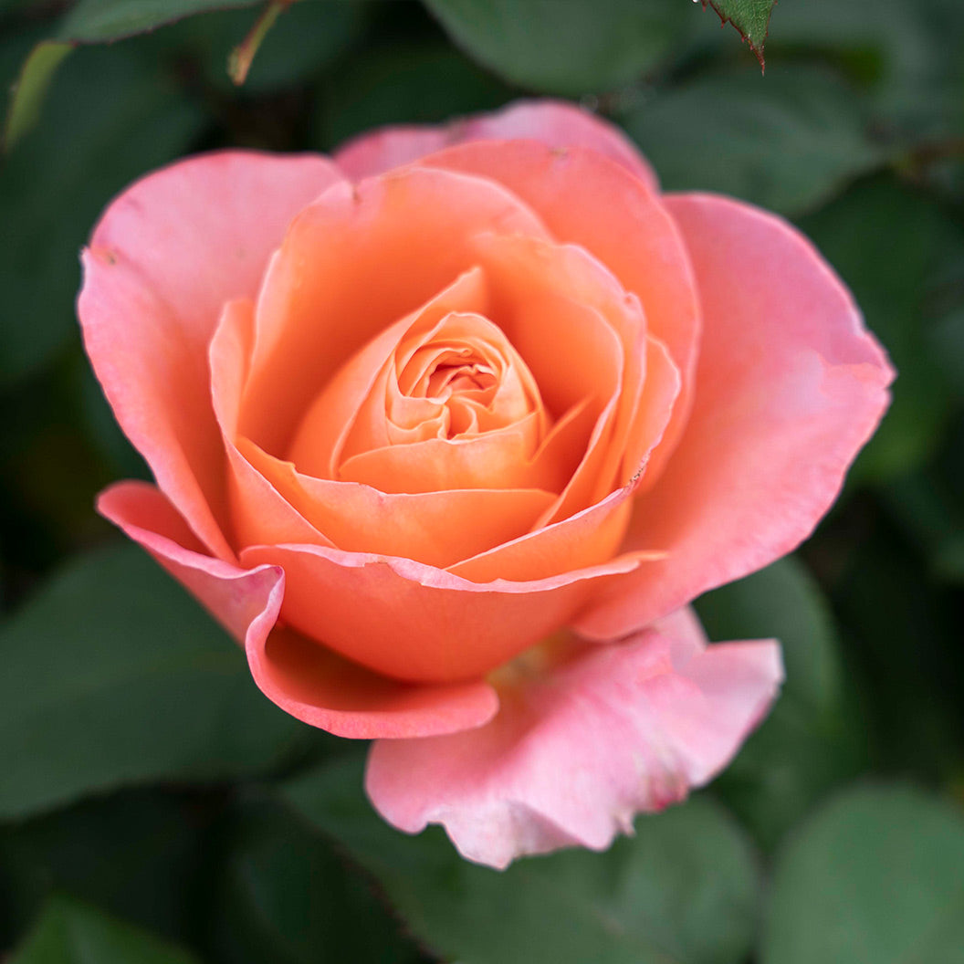 Sweet Mademoiselle Rose - Image 6