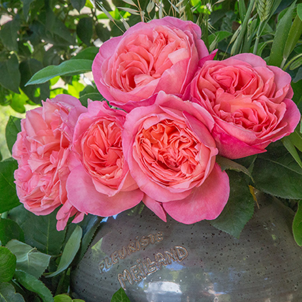 Sweet Mademoiselle Rose - Image 4