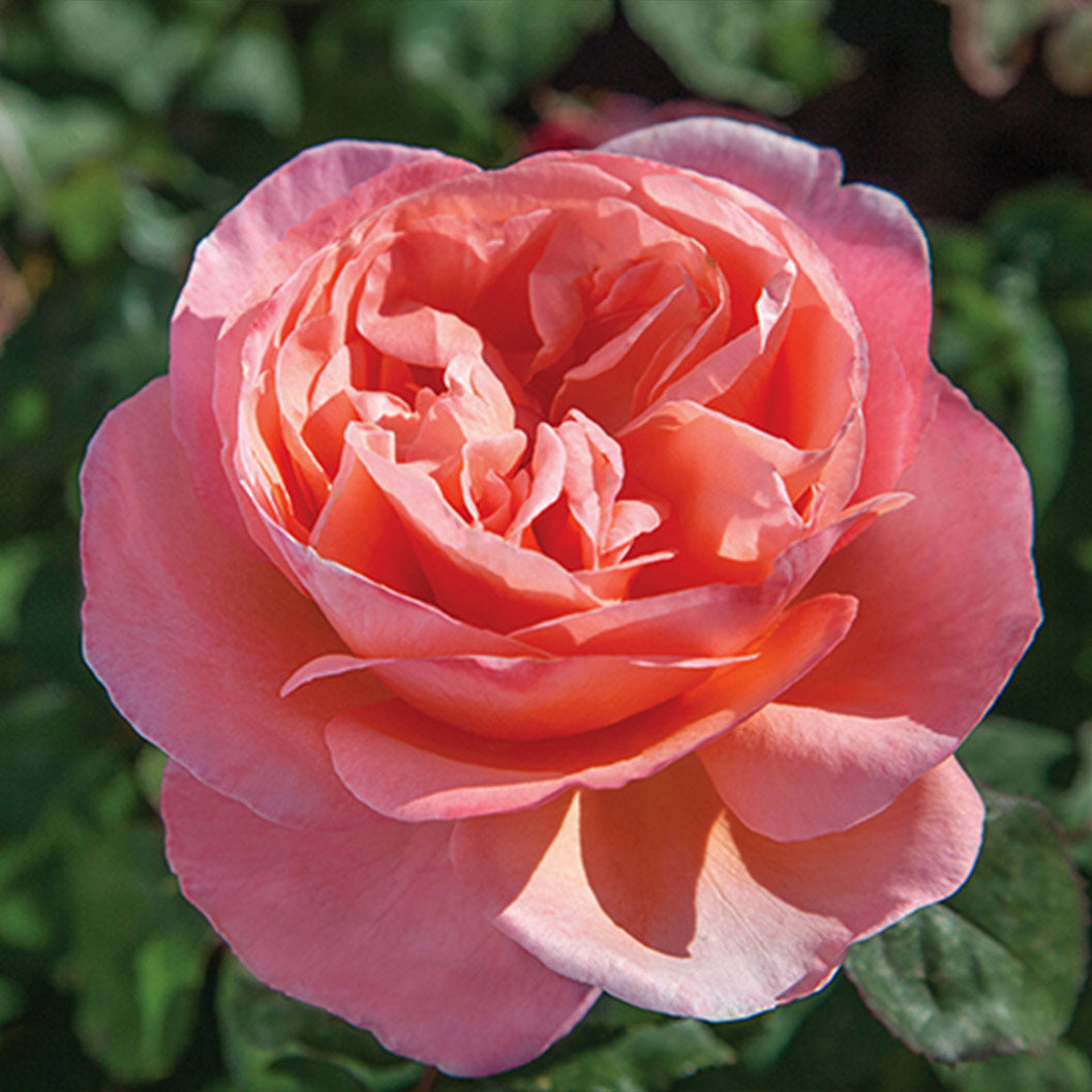 Sweet Mademoiselle Rose - Image 2