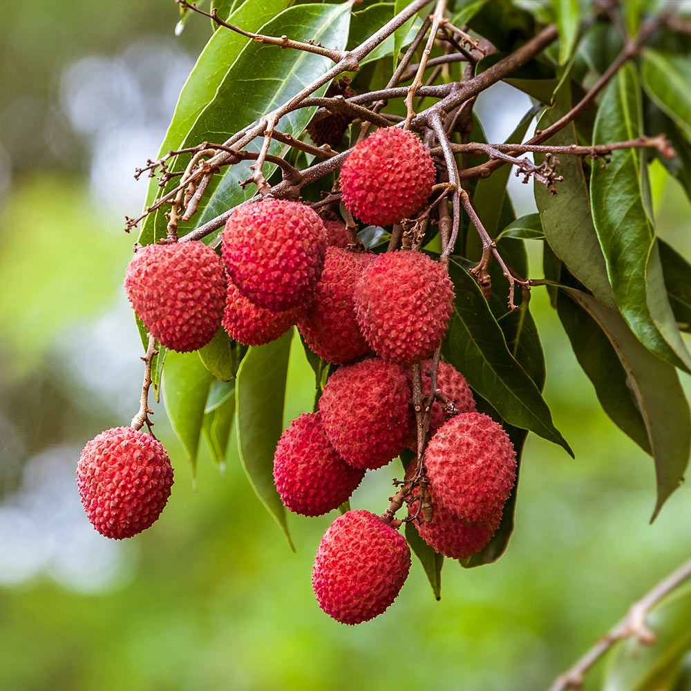 Sweetheart Lychee - Image 2