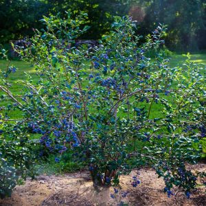 Sweetheart Blueberry Bush