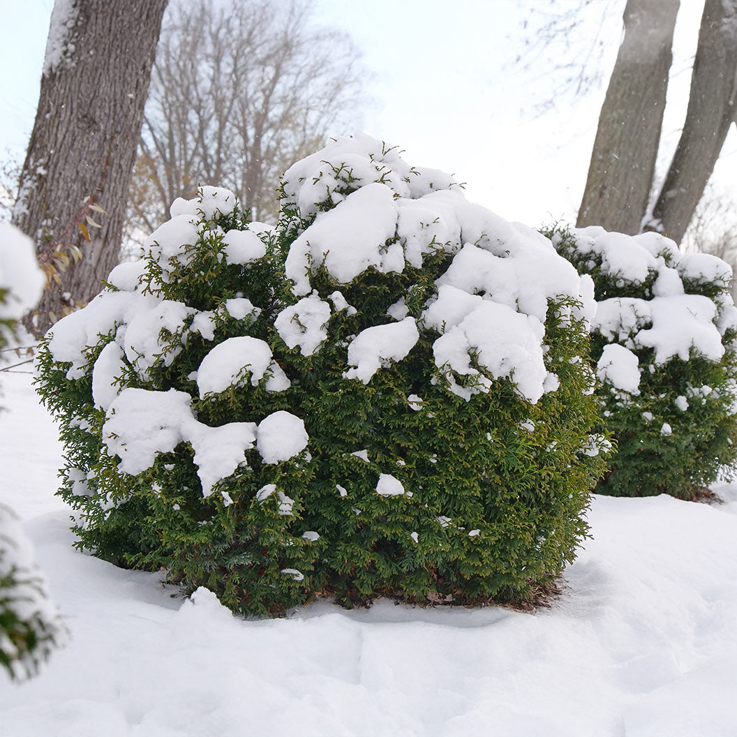 Proven Winners® Tater Tot® Arborvitae - Image 3