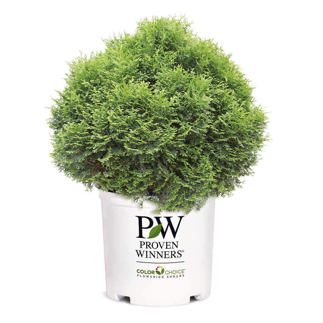 Proven Winners® Tater Tot® Arborvitae - Image 4