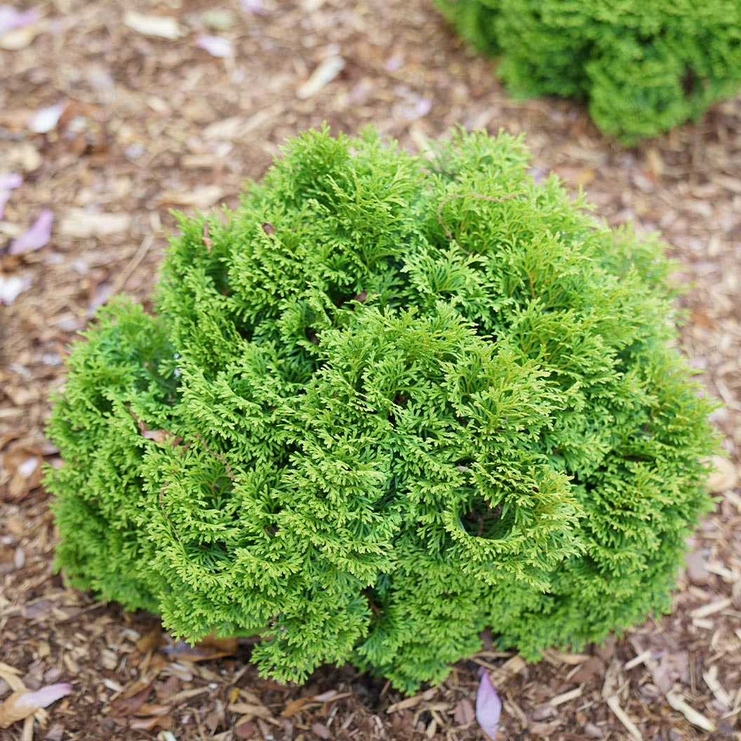 Proven Winners® Tater Tot® Arborvitae - Image 2