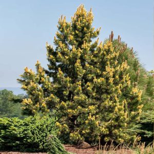 Taylor’s Sunburst Lodgepole Pine Tree