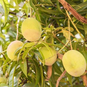 Tebow Mango Tree