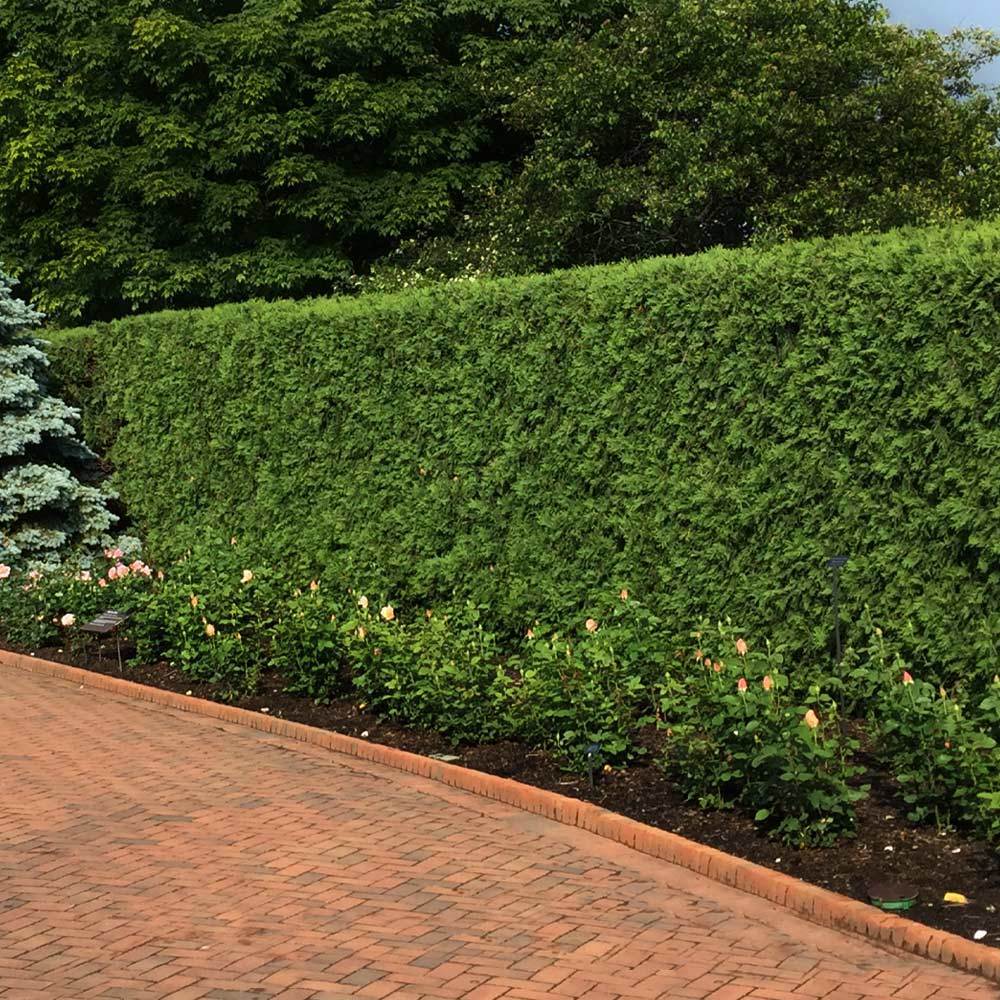 Techny Cold Hardy Thuja Tree - Image 2